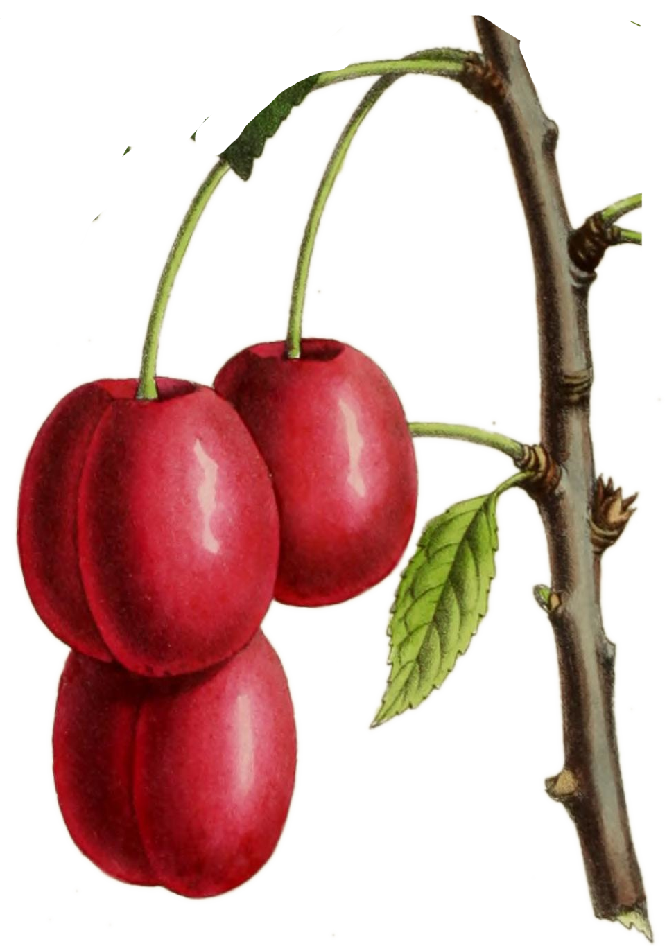 birds/berries